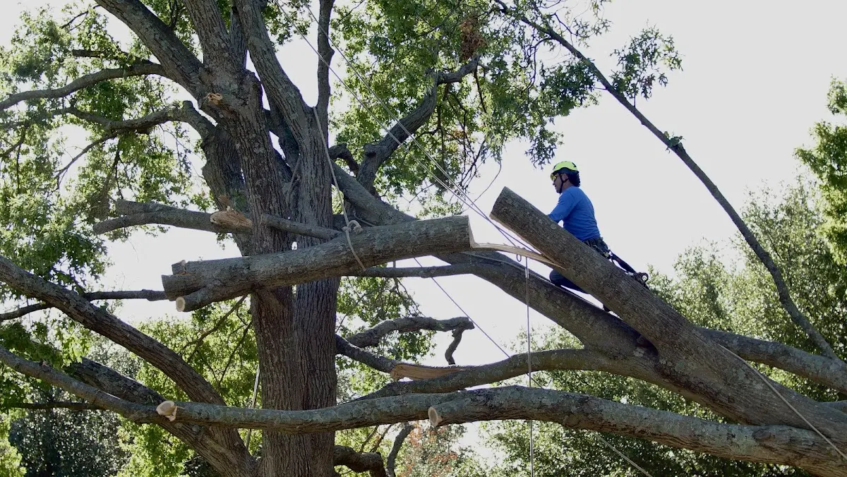 Professional Crown Thinning performed by certified arborists in Limerick